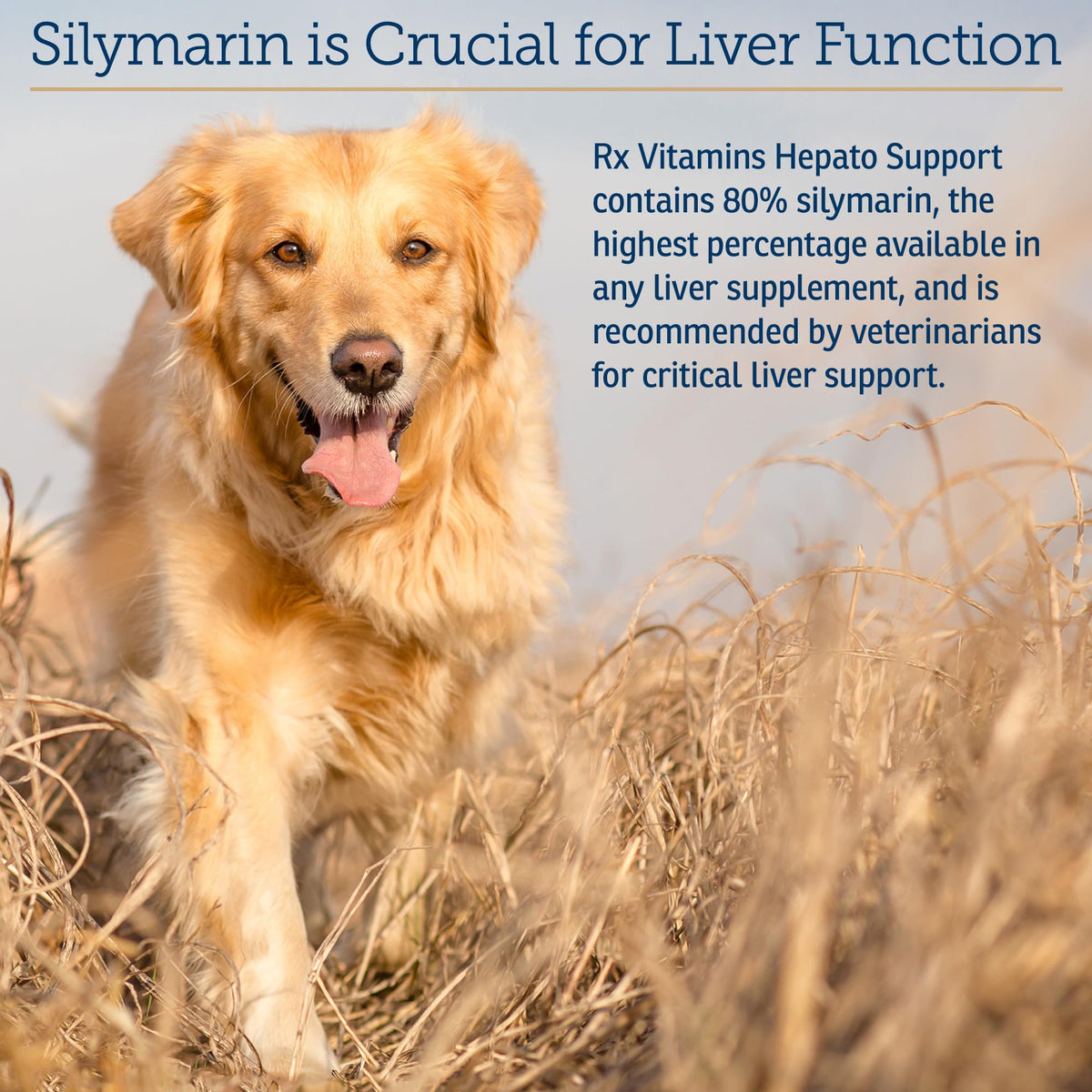 Liver Supplement 180ct O8985
