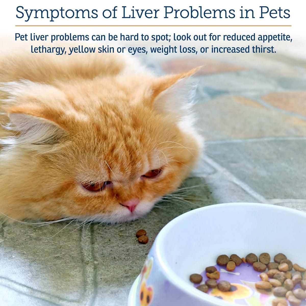 Liver Supplement 180ct O8985